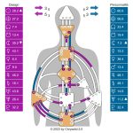 Charte de Design Humain